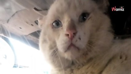 « Il terrorise tout son quartier » : un chat s’attaque aux félins et devient une star sur Tiktok