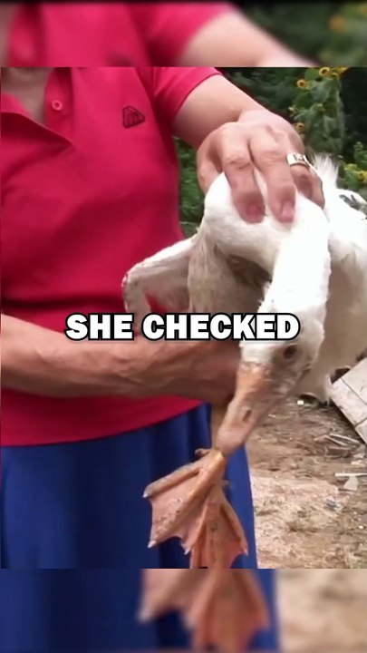 SAVING GOOSE! #animalstories #animals #animalrescue #cute