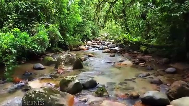Amazon 4k - The World’s Largest Tropical Rainforest Part 2 _ Jungle Sounds _ Scenic Relaxation Film