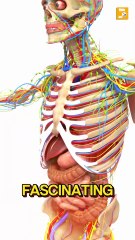 10 Amazing Facts About The Human Body! l #bodyfacts l #socialupdate