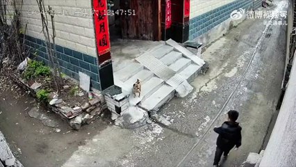 Ce jeune cherche un chien... et va le regretter