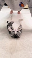 This cat is too cutie