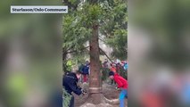 Trafalgar Square Christmas tree being chopped in Oslo before being transported to London