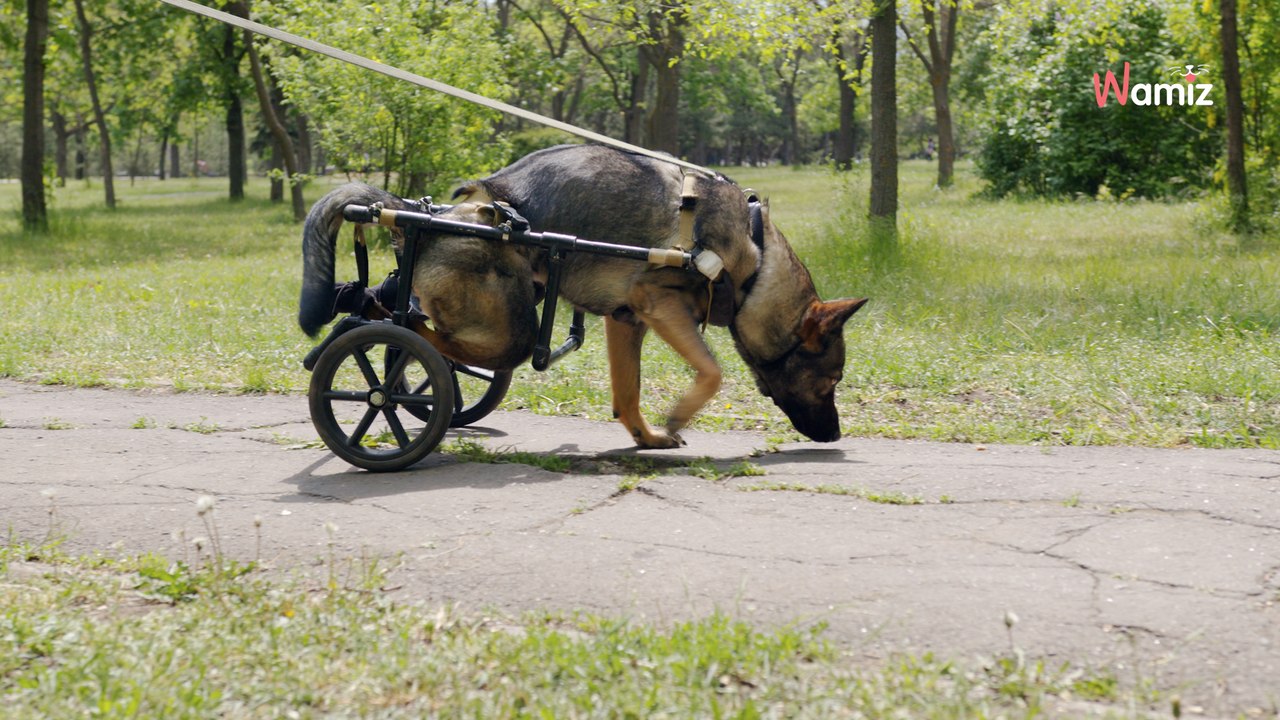 Après le vol d’un fauteuil roulant pour chien, des voisins se mobilisent pour aider un vieux chien de 15 ans