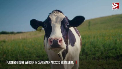 Weltweit erste ,Furzsteuer' für Kühe in Dänemark eingeführt