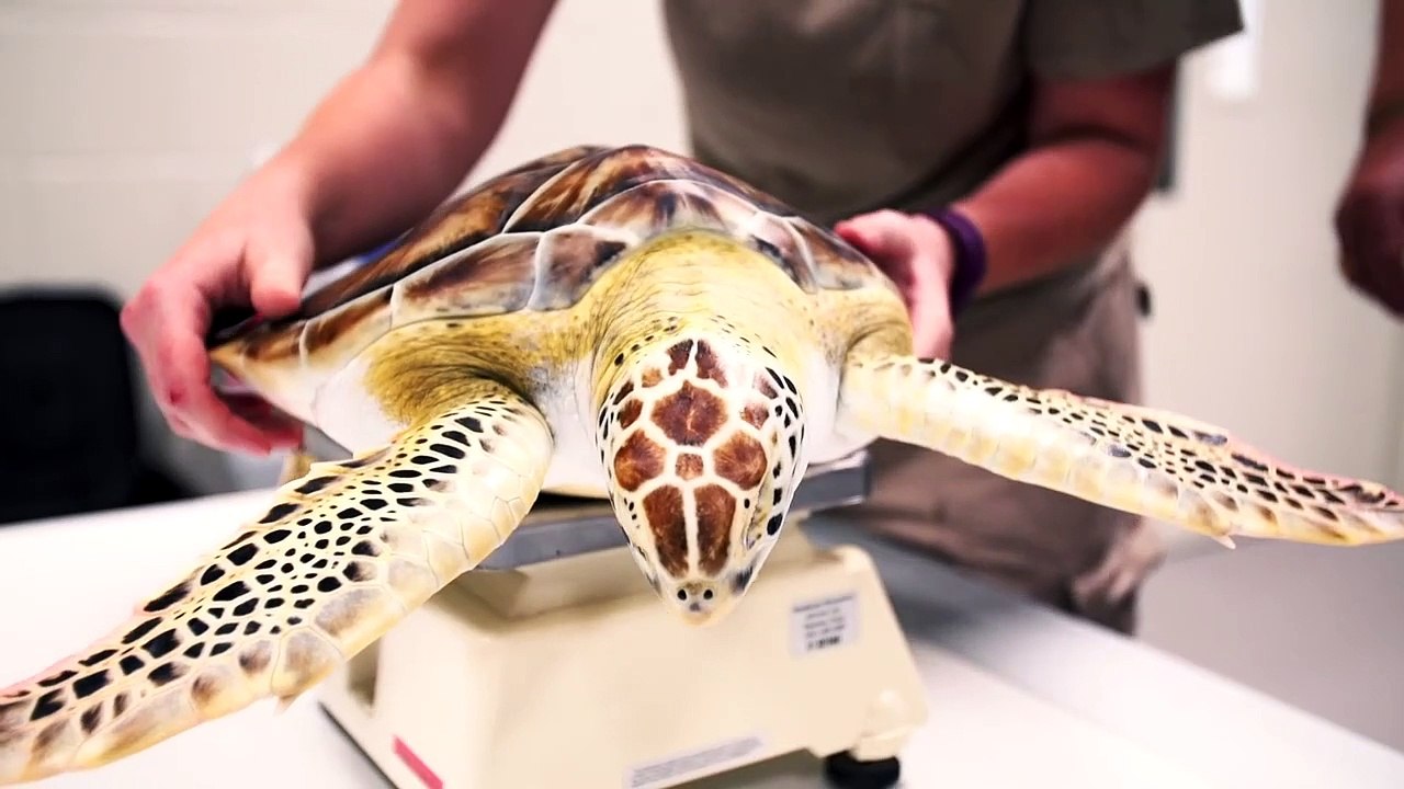 Watch as This Amazing Vet Nurses This Sea Turtle Back to Health