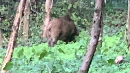 산에서 내려온 멧돼지들...제주 농작물 피해 잇따라 / YTN