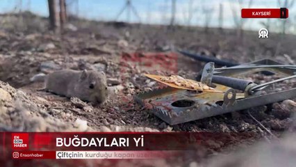 Kayseri'de çiftçinin kurduğu kapan üzerindeki buğdayları yiyen fare görüntülendi
