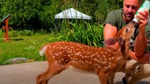 Orphaned Fawn Adopts This Guy As Her Dad