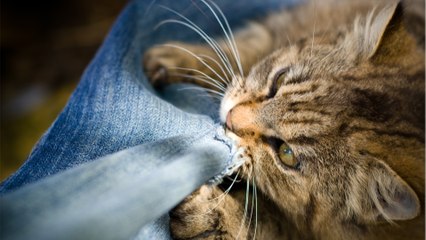 Vom Haustier überrascht: Musiker erleidet schwere Verletzungen nach Treppensturz durch Katzenattacke