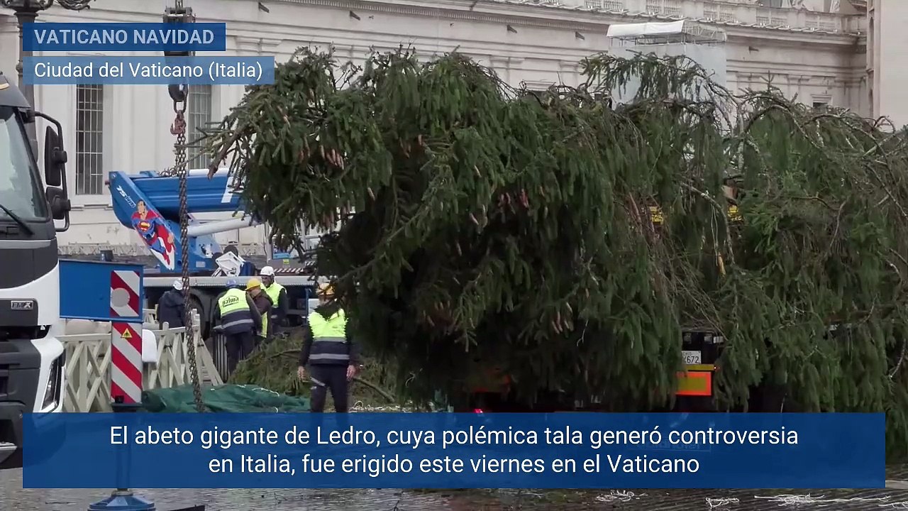 El abeto gigante de dos siglos ha sido alzado en el Vaticano para la Navidad