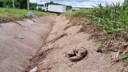Trabalho de remoção de caminhão envolvido em acidente com morte na BR-163 é iniciado