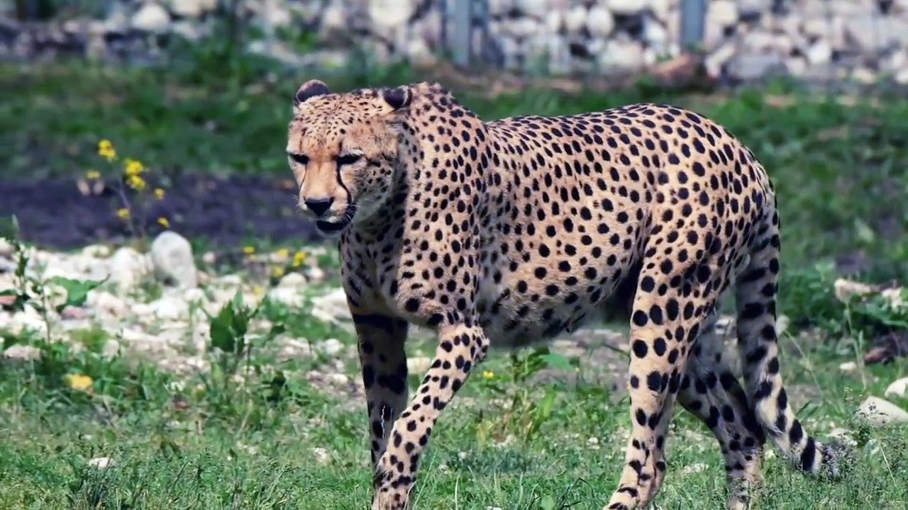 Tiger Wildlife animals
