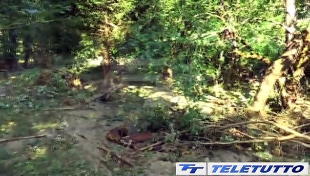 Video News - Omicidio Ziliani, ergastolo confermato in appello