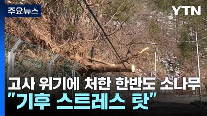 고사 위기에 처한 한반도 소나무..."기후 스트레스 탓" / YTN