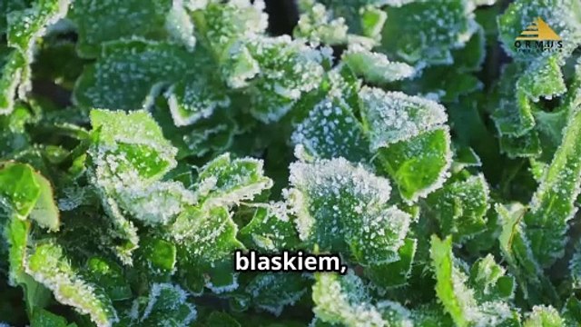Ormus w rolnictwie: Eksperymenty, które zmieniają wszystko!