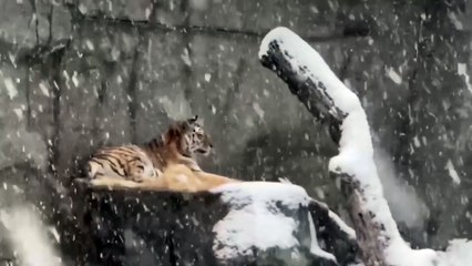 Gli animali dello zoo di Chicago giocano sulla neve