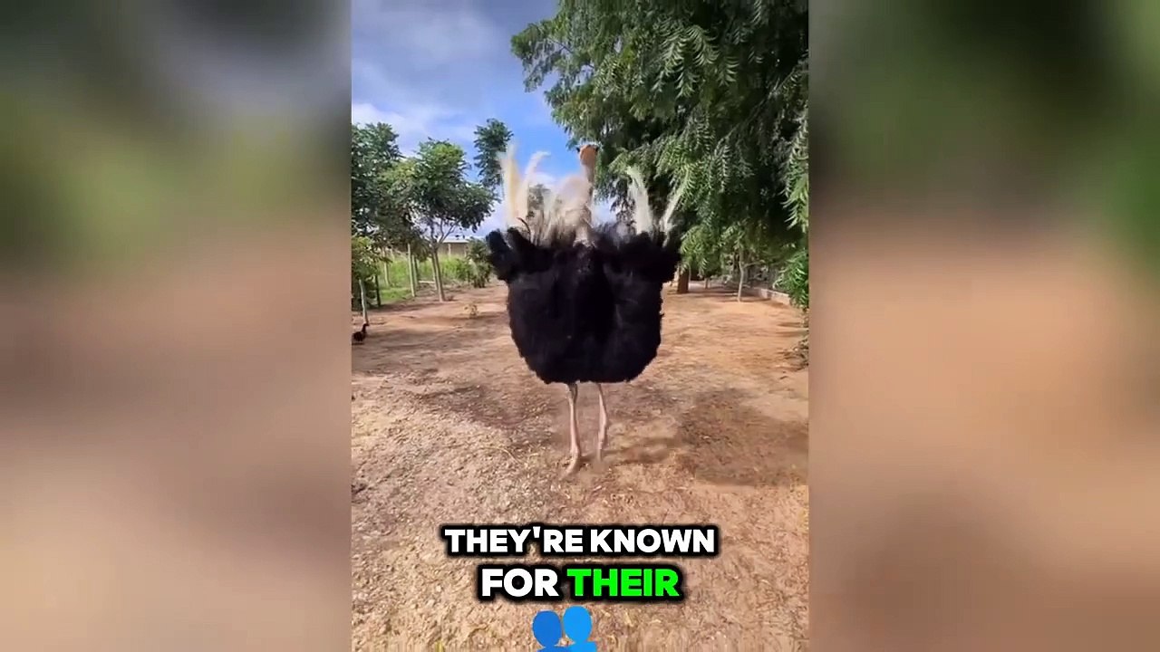 Ostrich_ They Can See 🌎 with 360° Angle