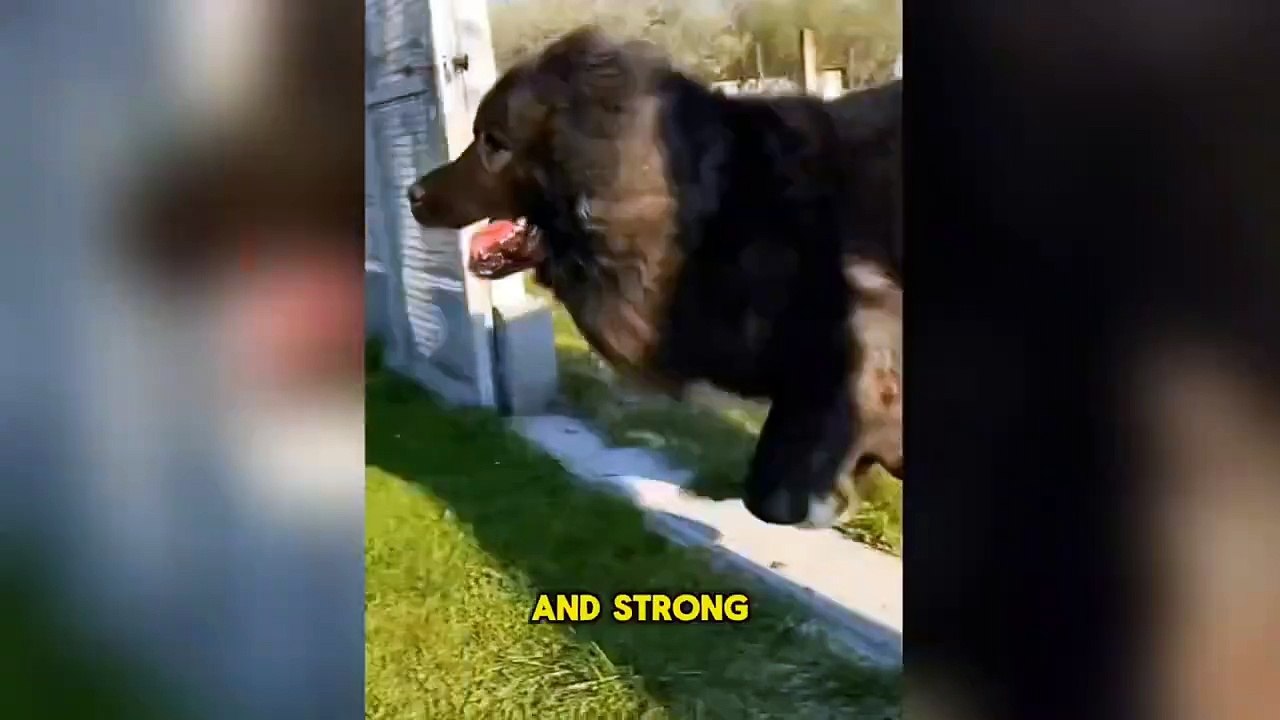 Caucasian Shepherd Dog - Everything You Need to Know About This Majestic Breed