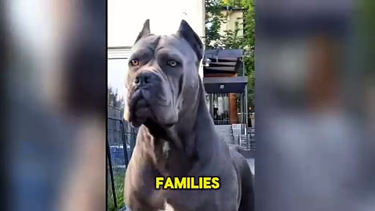 Cane Corso 🐾 Wonderful Guard Dogs!