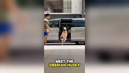 Husky Dog - Snow Dogs from Siberia