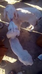 شيئ لا يصدق ...سبعة ملاين زوج خرفان رضاعة اليوم بسوق عين لحجل