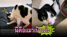 นี่มันแมวเป้าของแทร่ เล่นกันอยู่ดี ๆ โดดสวบแม่เฉยเลย