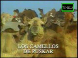 Tercer Planeta: Los Camellos de Pusskar - Documental (1998) Español