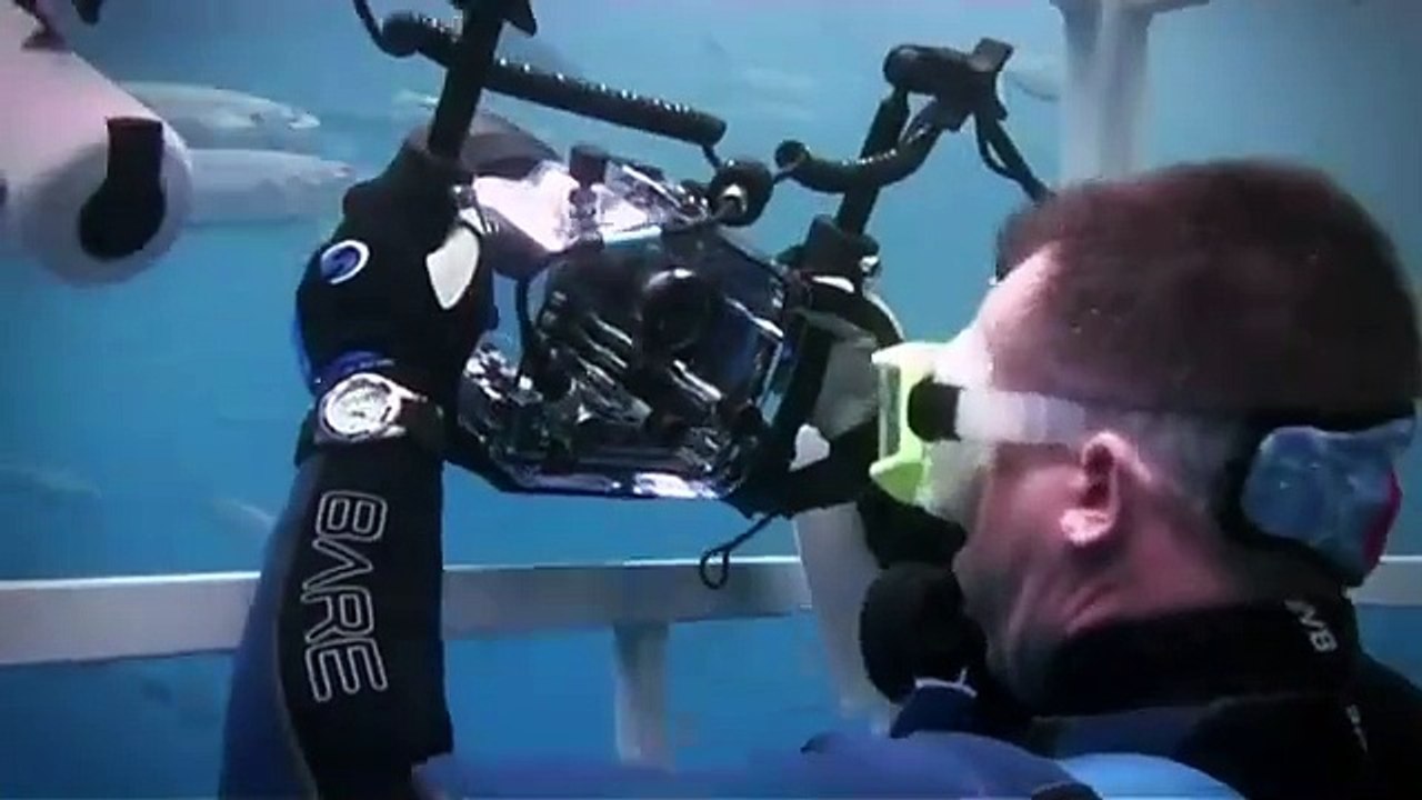 BLUEWATER WHITE SHARK