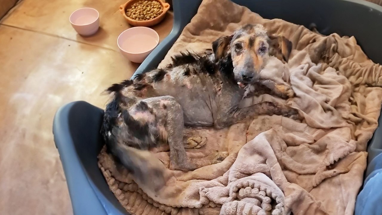 Stone-like Dog Is Too Weak To Stand But Won't Stop Wagging Her Tail