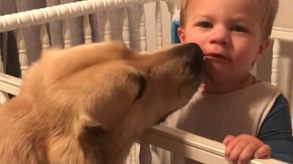 Nanny Dog Checks In On Her Baby Brother Every Night