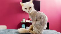 Cat Turns Into Skeleton After Being Abandoned On Street