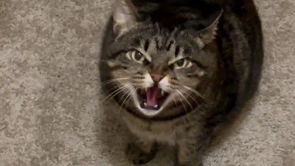 Cat Won't Stop Hissing At Her Pet Sitter