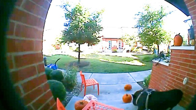 Pig Caught On Camera Stealing Neighbors' Pumpkins