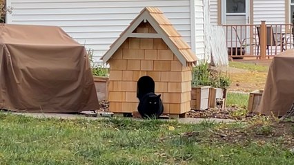 Couple Builds Stray Cat The Coziest House Ahead of Winter