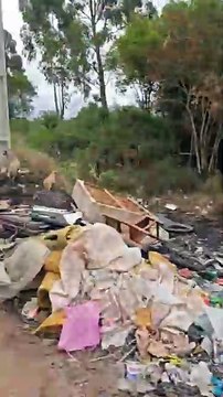 Mau exemplo! Câmera flagra motorista abandonando dez cães, sendo oito filhotes, em São José dos Pinhais (parte 2)