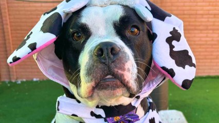 Shelter Pups Go Trick-Or-Treating