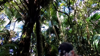 Lord Howe Island species making comeback after rodent eradication