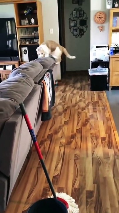 cat wrong way