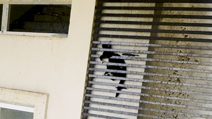 Cat Was Stuck Between Grates Of A 20-Story Building