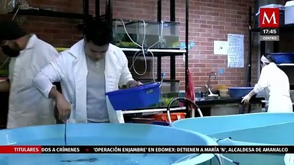 Da inicio el programa 'AdoptaAxolotl', el cual busca salvar al ajolote en CdMx