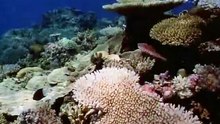 BBC.The.Private.Life.Of.Plants.Pt5.Living.Together