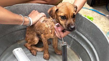 Puppy Living On A 2-Foot Chain Is An Adventure Dog Now