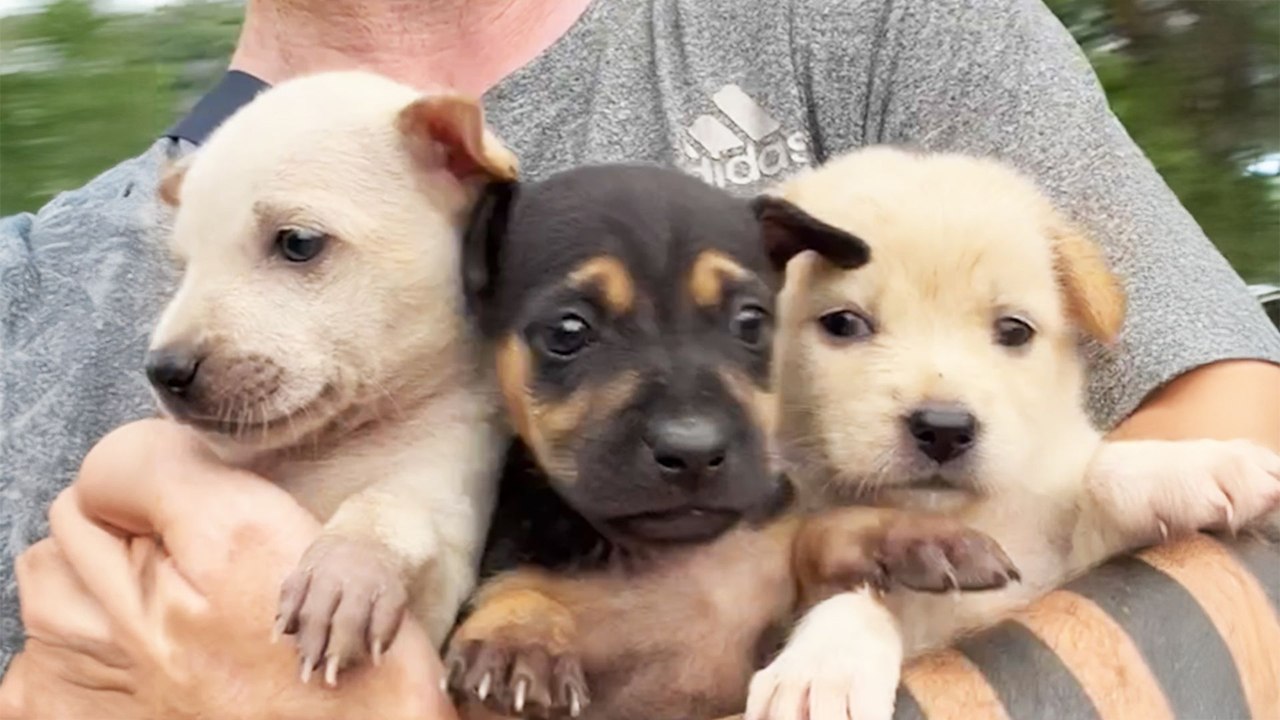 Guy Finds 3 Puppies On Side Of Road