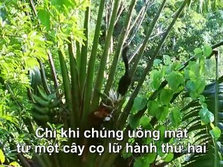 Phim tài liệu khoa học cuộc sống trên trái đất phần 3