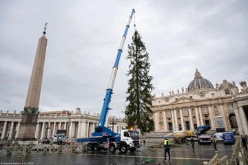 Raising the Vatican Christmas Tree in 30 seconds