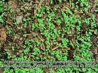 Phim tài liệu Cuộc sống trên trái đất phần 4