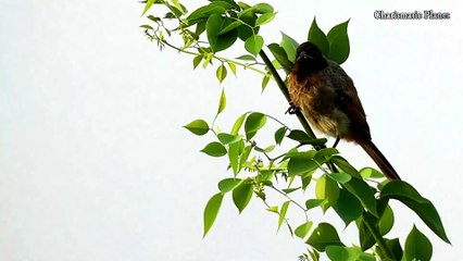 Red Vented Bulbul Lifespan: How Long Do They Really Live?