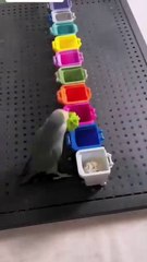 The smartest parrot 🦜