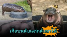 ขำแทบขิต ! น้องหมูเด้ง กับชอตเด็ดกลิ้งตกกะละมัง